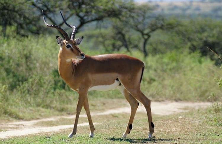 photo of 3 Days Safari - Mikumi National Park